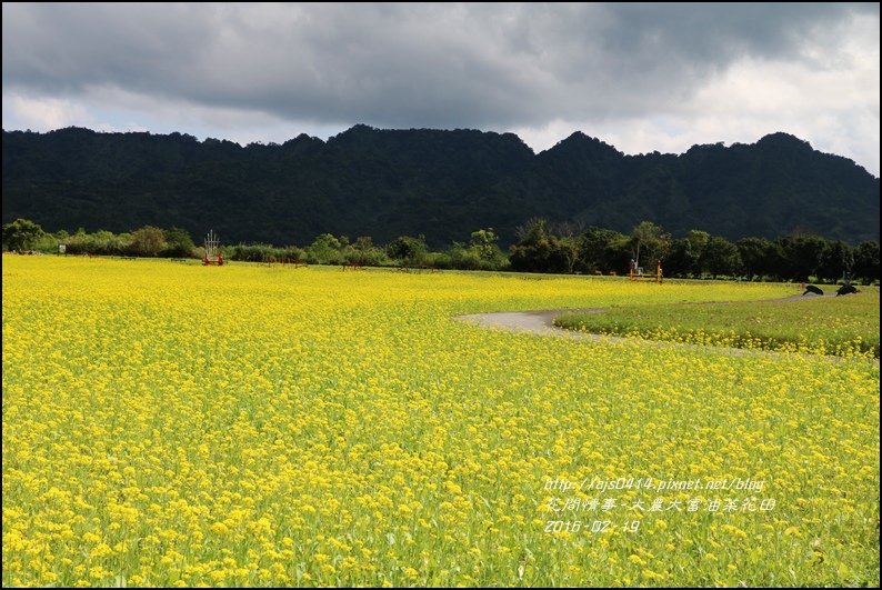 2016-02-大農大富平地森林油菜花田9.jpg