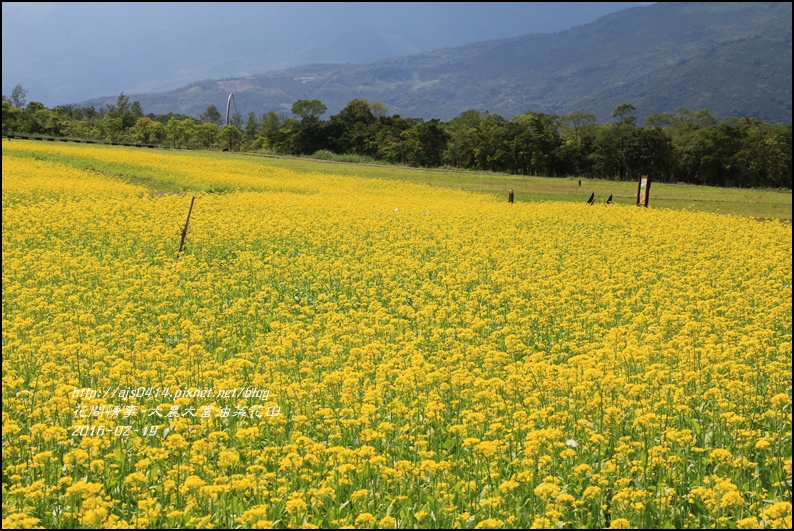 2016-02-大農大富平地森林油菜花田10.jpg