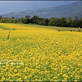 2016-02-大農大富平地森林油菜花田10.jpg