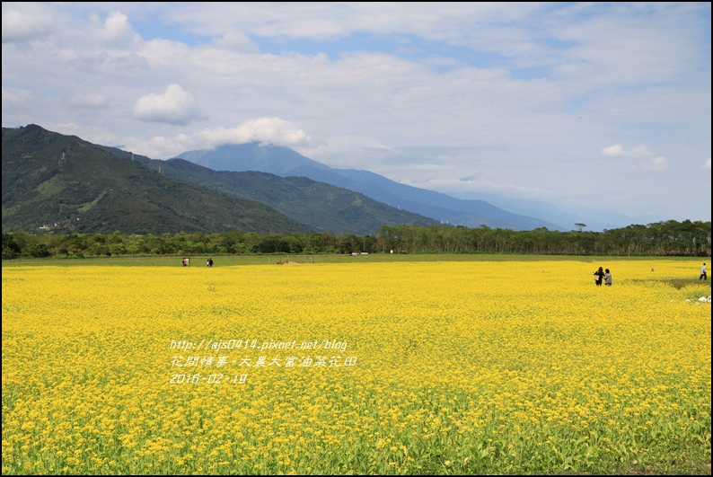 2016-02-大農大富平地森林油菜花田14.jpg