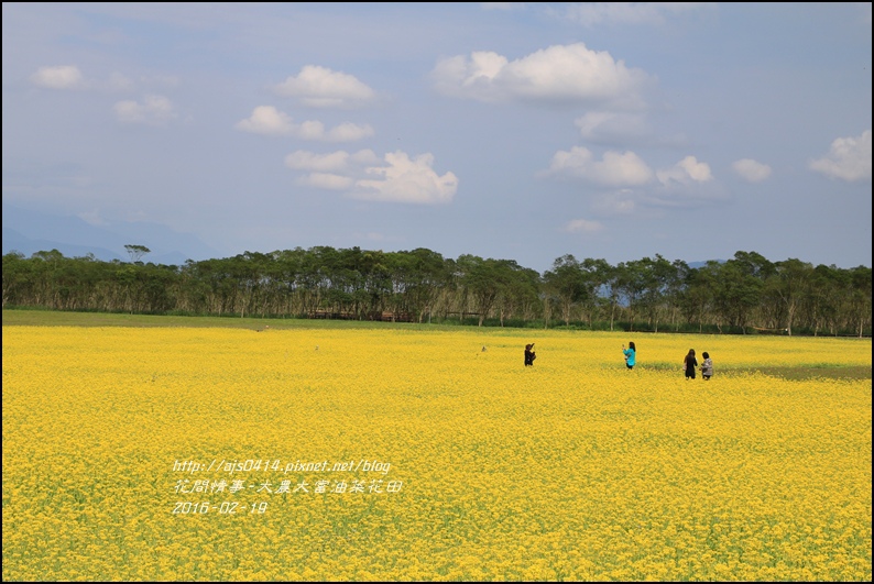 2016-02-大農大富平地森林油菜花田16.jpg