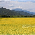 2016-02-大農大富平地森林油菜花田17.jpg