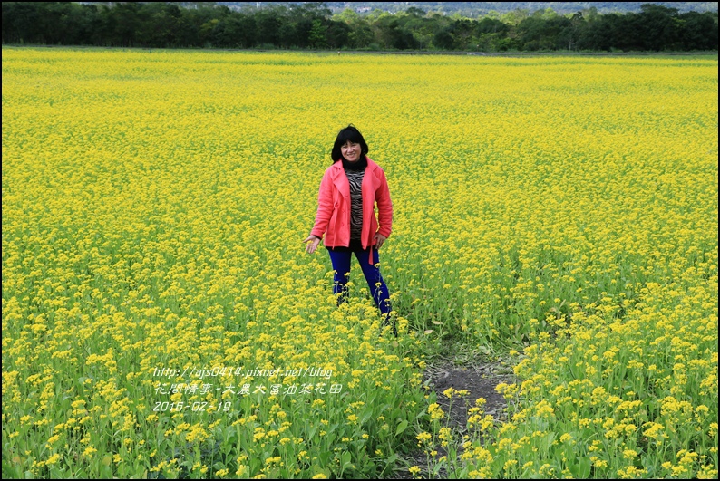 2016-02-大農大富平地森林油菜花田20.jpg