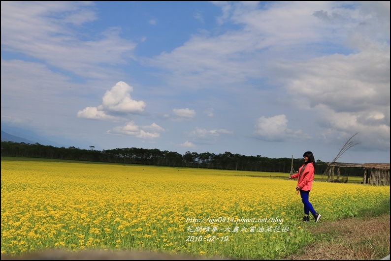 2016-02-大農大富平地森林油菜花田21.jpg