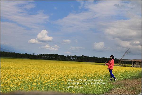 2016-02-大農大富平地森林油菜花田21.jpg