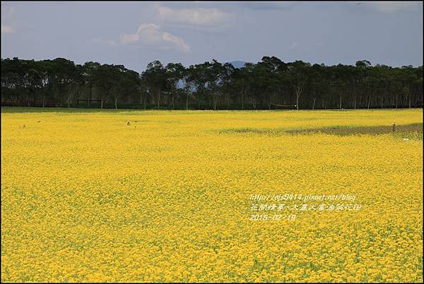 2016-02-大農大富平地森林油菜花田23.jpg