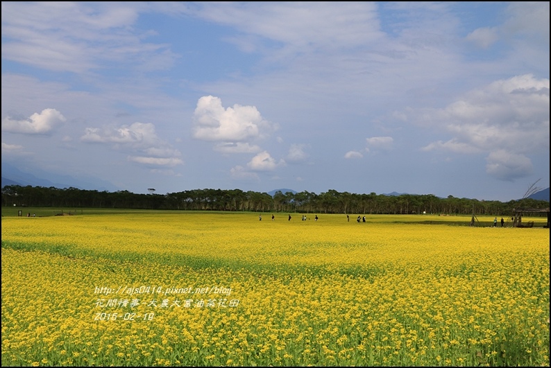 2016-02-大農大富平地森林油菜花田25.jpg