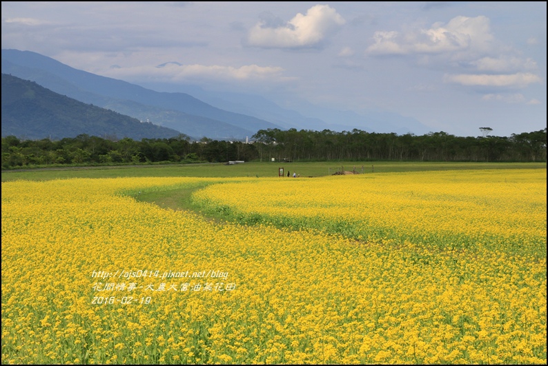 2016-02-大農大富平地森林油菜花田26.jpg