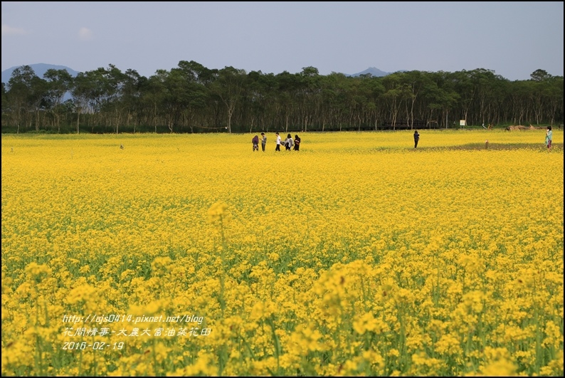 2016-02-大農大富平地森林油菜花田28.jpg