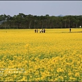 2016-02-大農大富平地森林油菜花田28.jpg