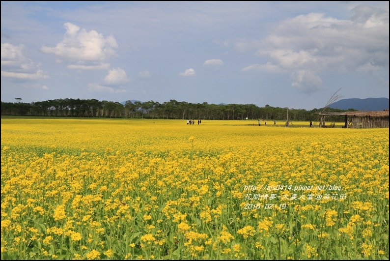 2016-02-大農大富平地森林油菜花田29.jpg