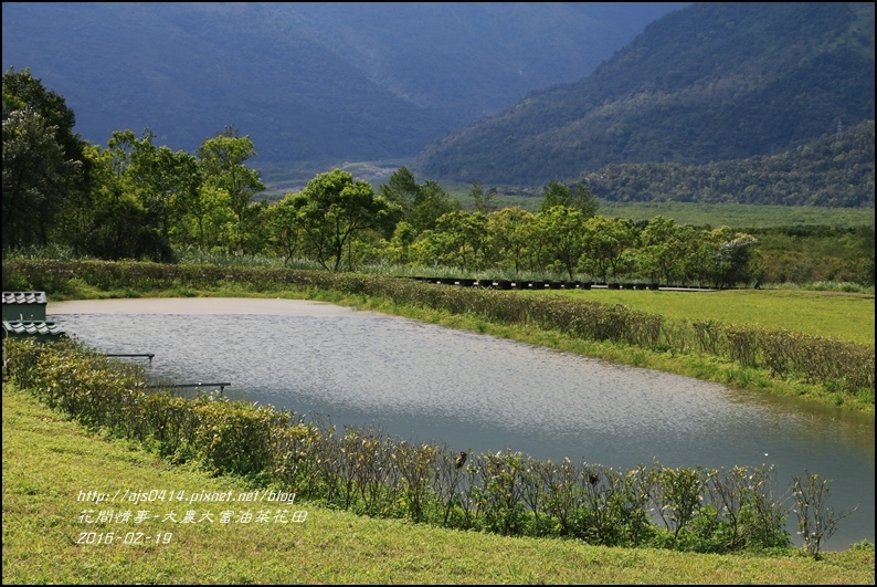 2016-02-大農大富平地森林油菜花田30.jpg