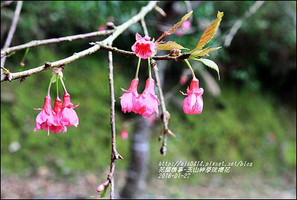 2016-01-玉山神學院櫻花1.jpg