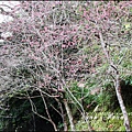 2016-01-玉山神學院櫻花2.jpg