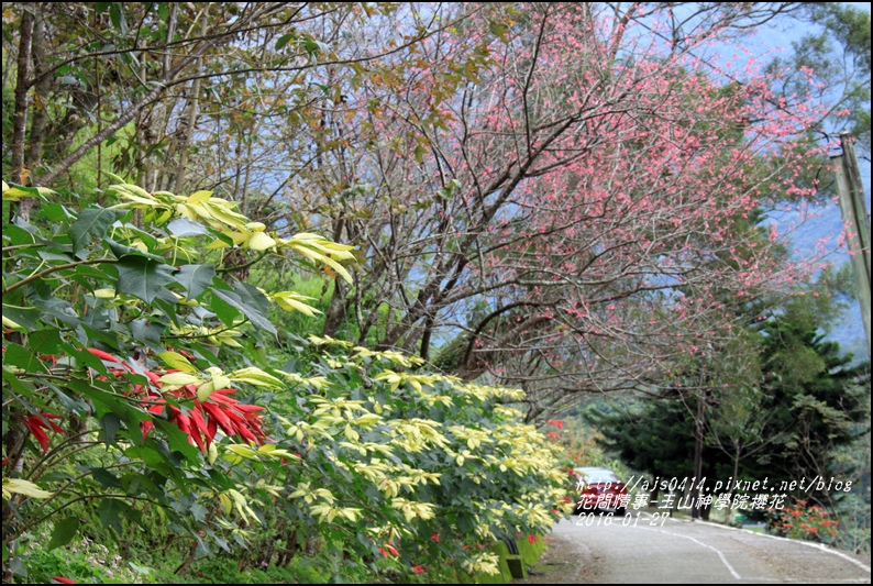 2016-01-玉山神學院櫻花3.jpg