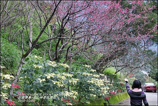 2016-01-玉山神學院櫻花6.jpg