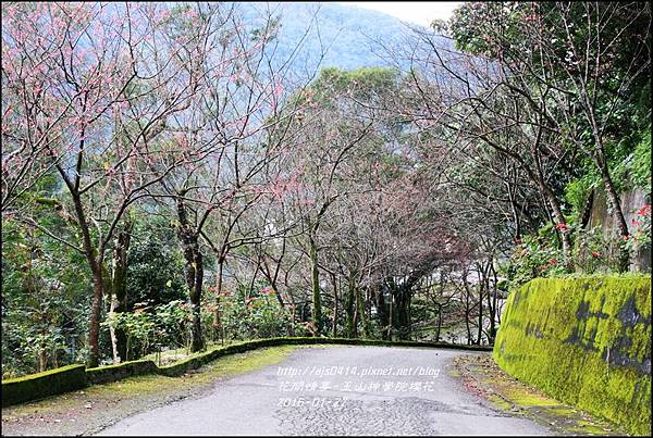 2016-01-玉山神學院櫻花15.jpg