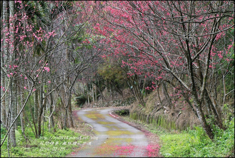 2016-02-鳳林櫻花步道1.jpg