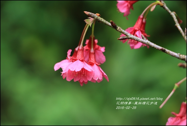 2016-02-鳳林櫻花步道4.jpg