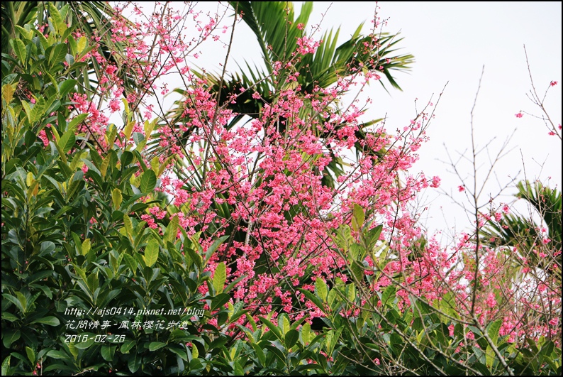 2016-02-鳳林櫻花步道8.jpg