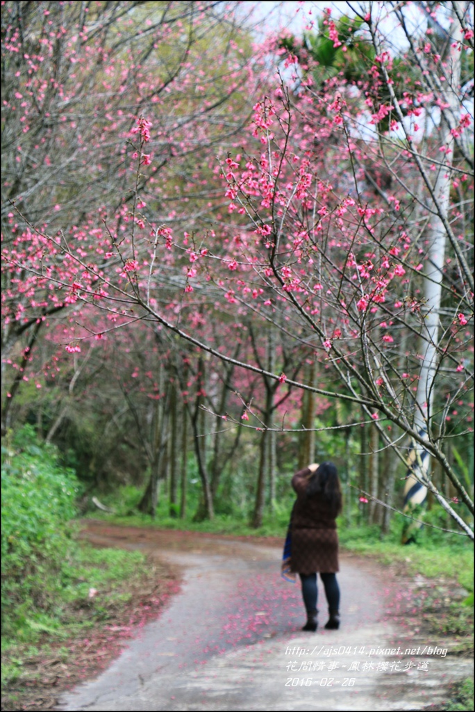 2016-02-鳳林櫻花步道14.jpg