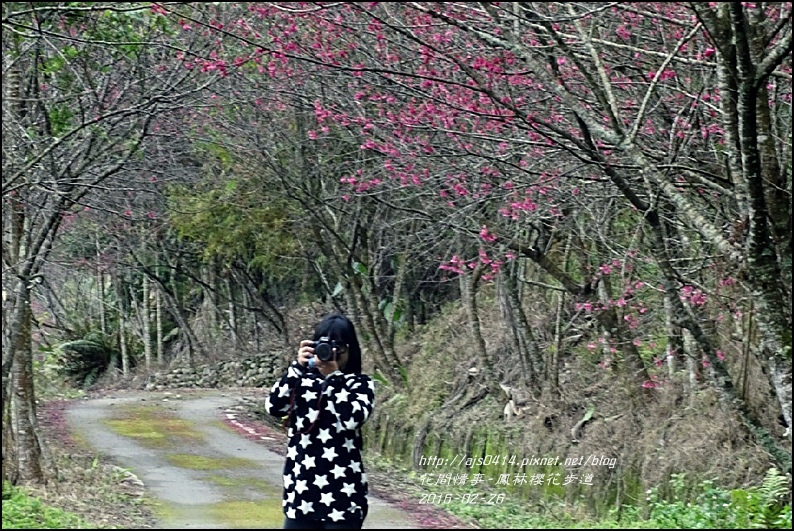 2016-02-鳳林櫻花步道17.jpg