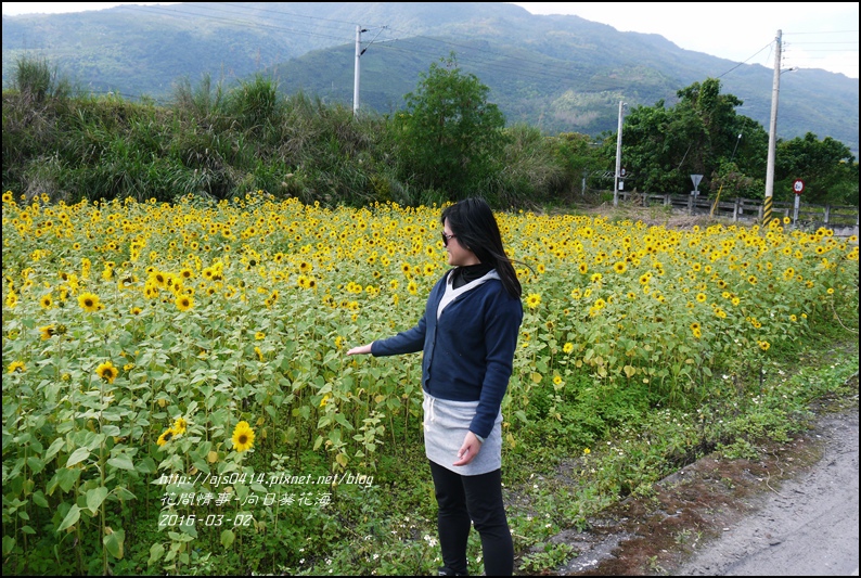 2016-02-向日葵花海12.jpg