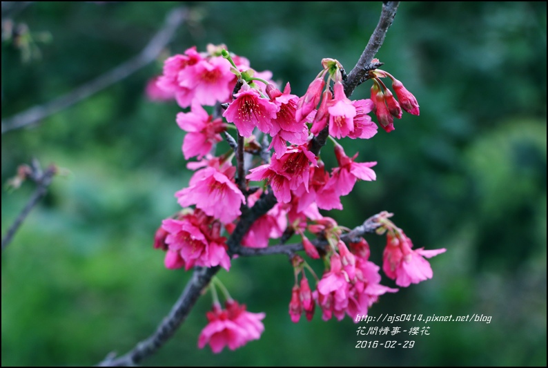 路邊櫻花.jpg 路邊櫻花.jpg
