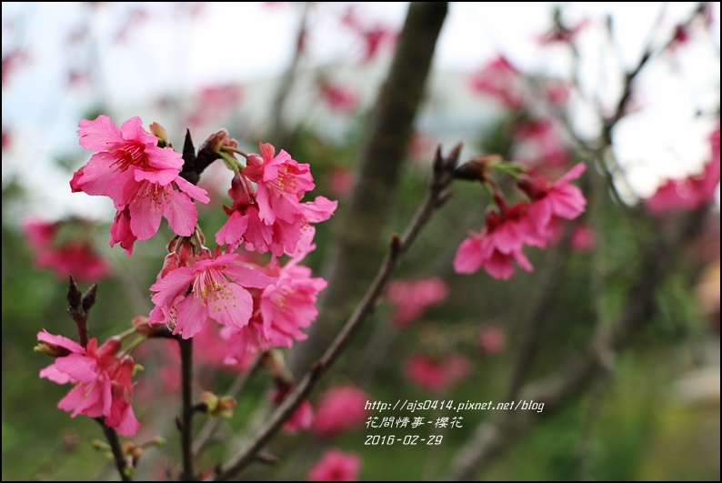 2016-02-路旁櫻花2.jpg 2016-02-路旁櫻花2.jpg