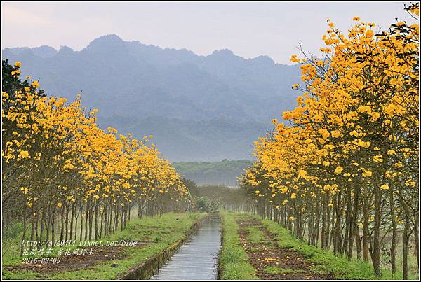 2016-02-黃花風鈴木(富源國中旁)1.jpg