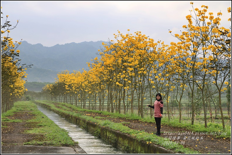 2016-02-黃花風鈴木(富源國中旁)3.jpg