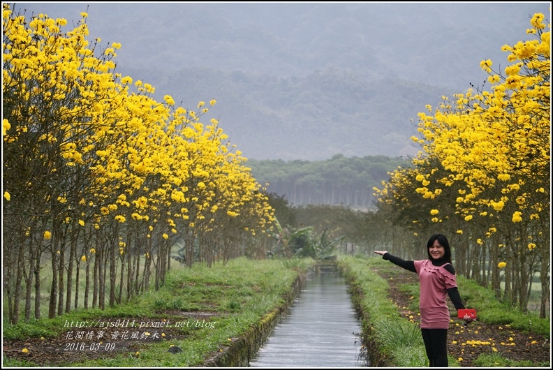 2016-02-黃花風鈴木(富源國中旁)5.jpg