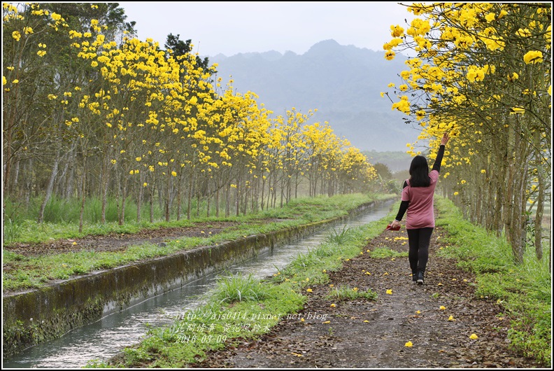 2016-02-黃花風鈴木(富源國中旁)6.jpg