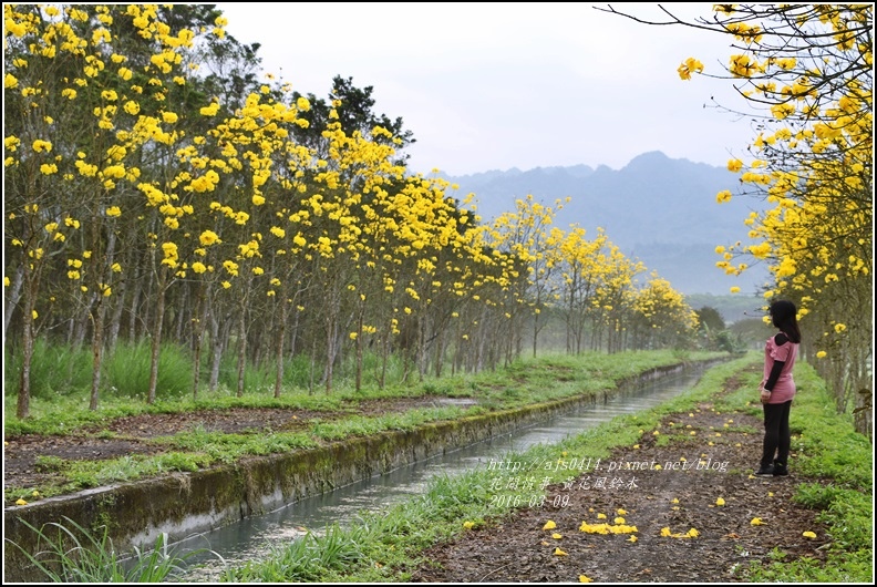 2016-02-黃花風鈴木(富源國中旁)7.jpg