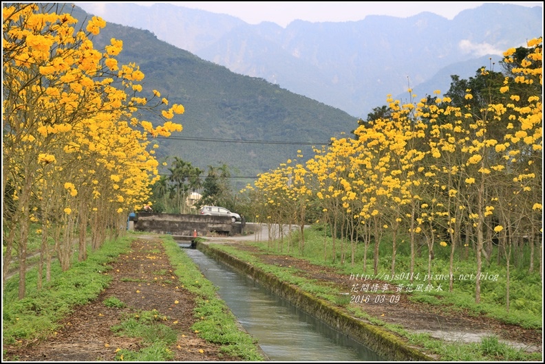 2016-02-黃花風鈴木(富源國中旁)11.jpg