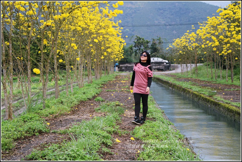 2016-02-黃花風鈴木(富源國中旁)13.jpg