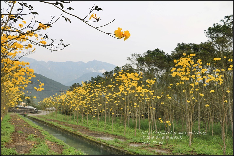 2016-02-黃花風鈴木(富源國中旁)15.jpg