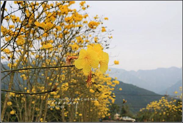 2016-02-黃花風鈴木(富源國中旁)17.jpg