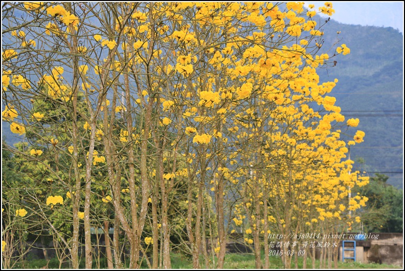 2016-02-黃花風鈴木(富源國中旁)18.jpg