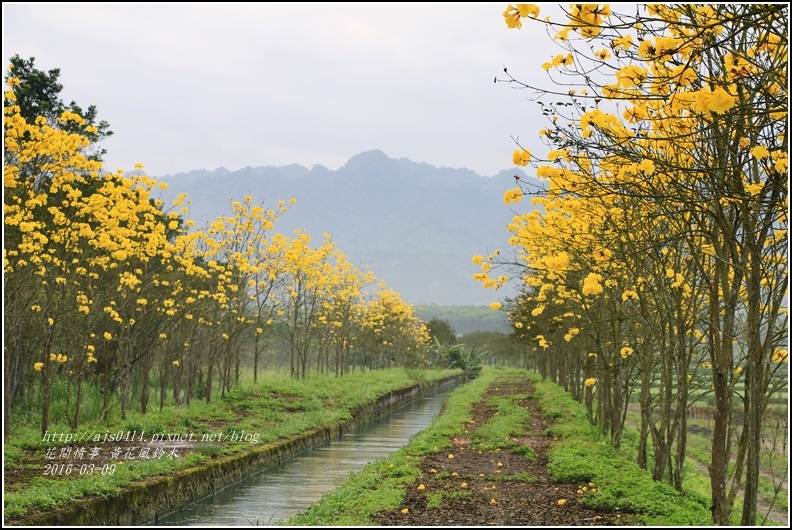 2016-02-黃花風鈴木(富源國中旁)19.jpg