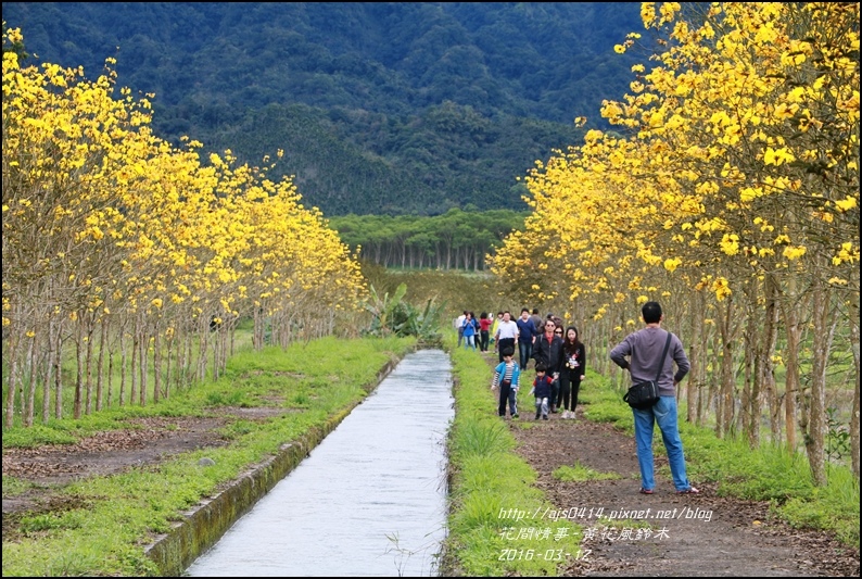 2016-03-黃花風鈴木01.jpg