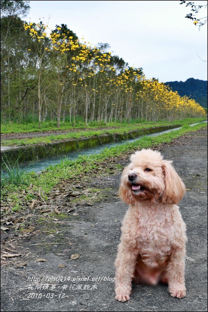 2016-03-黃花風鈴木02.jpg