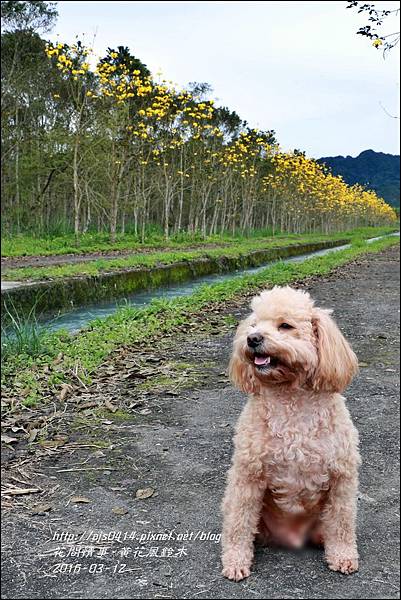 2016-03-黃花風鈴木02.jpg