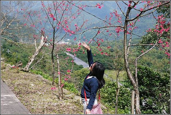 2016-03-玉山神學院八重櫻4.jpg