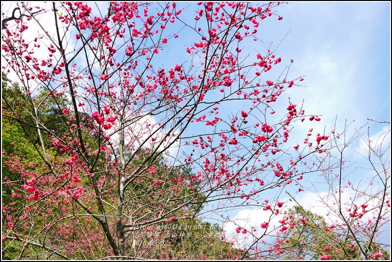 2016-03-玉山神學院八重櫻15.jpg