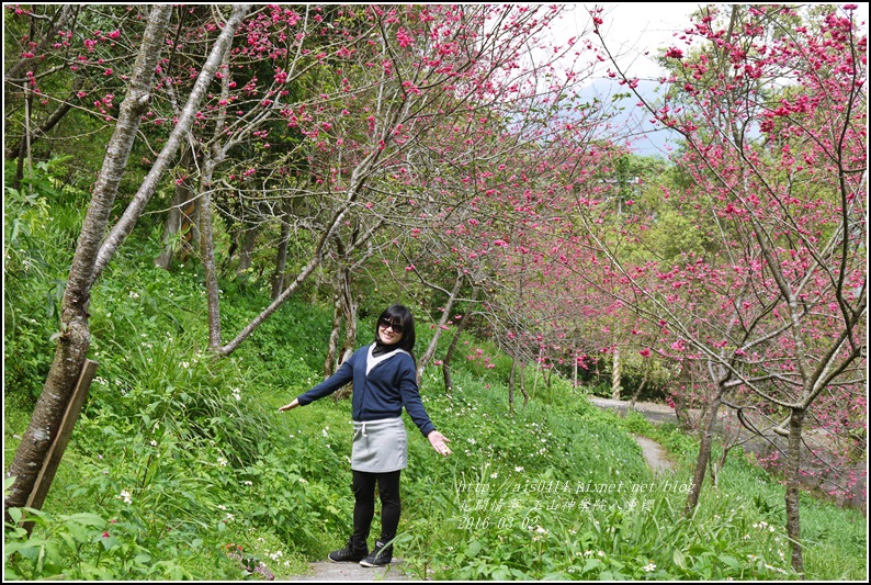 2016-03-玉山神學院八重櫻18.jpg