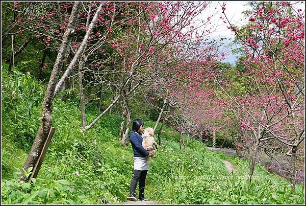 2016-03-玉山神學院八重櫻21.jpg