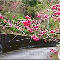 2016-03-玉山神學院八重櫻28.jpg
