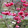 2016-03-玉山神學院八重櫻27.jpg