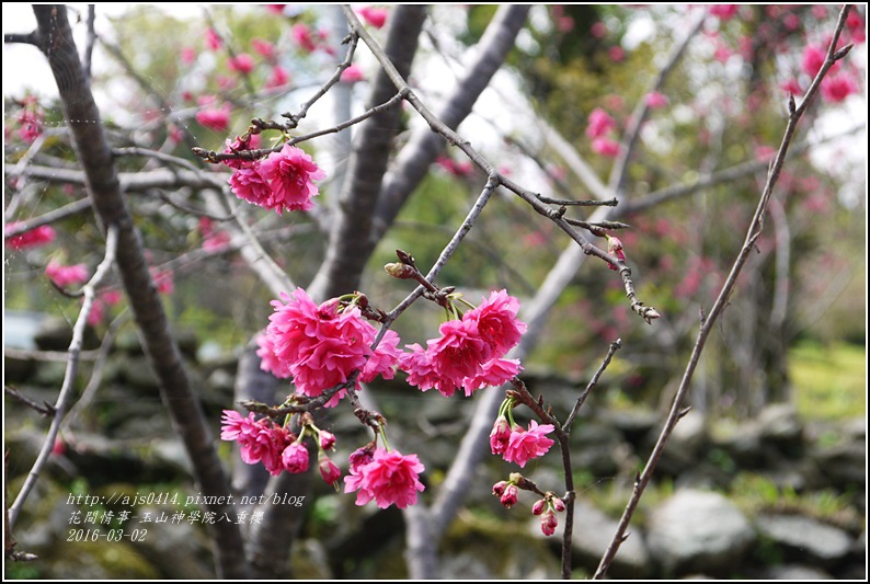 2016-03-玉山神學院八重櫻33.jpg